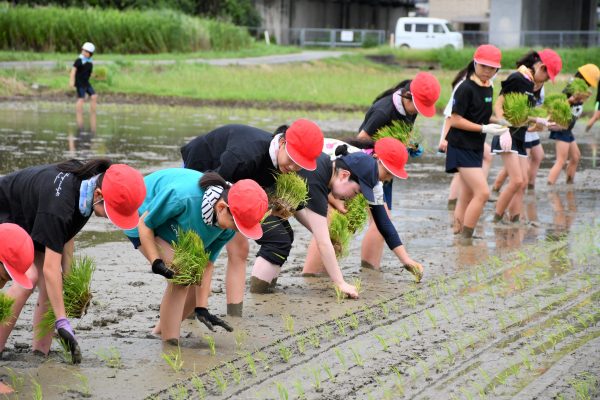 「食」と「農」を学ぶ「田んぼの教室」を開催、米作りの大変さ学ぶ
